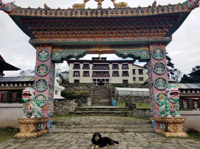 monastery_dog
